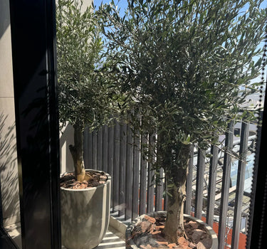Olive Tree Tall Duo Outdoor Plants UAE. Two potted olive trees in an urban setting with a building and fence in the background.