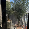 Olive Tree Tall Duo Outdoor Plants UAE. Two potted olive trees in an urban setting with a building and fence in the background.