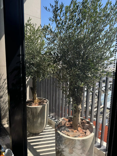 Olive Tree Tall Duo Outdoor Plants UAE. Two potted olive trees in an urban setting with a building and fence in the background.