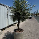 Olive Tree Tall Fiber Pot Plants UAE. Potted olive tree on a sidewalk with a cityscape in the background