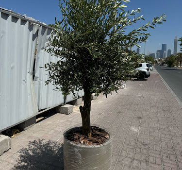 Olive Tree Tall Fiber Pot Plants UAE. Potted olive tree on a sidewalk with a cityscape in the background