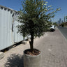 Olive Tree Tall Fiber Pot Plants UAE. Potted olive tree on a sidewalk with a cityscape in the background