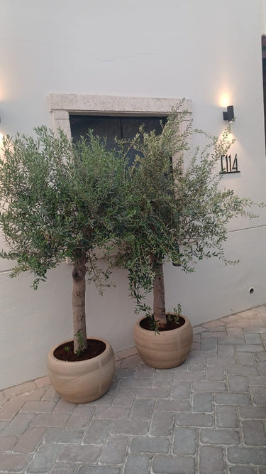 Olive Tree in Beige Big Head Big Trunk Plants UAE. Two potted olive trees against a white wall on a stone pavement.