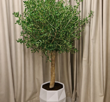Olive Tree in White Indoor or Outdoor Height 2m Plants UAE. Potted plant in a geometric pot against beige curtains