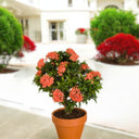 Ixora Chinensis 2