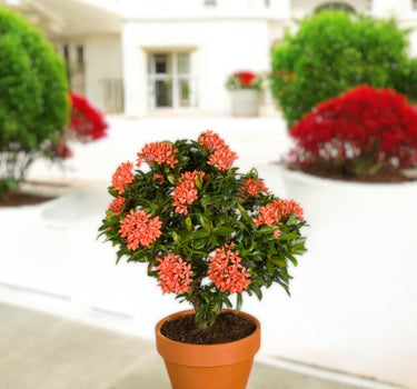 Ixora Chinensis 2