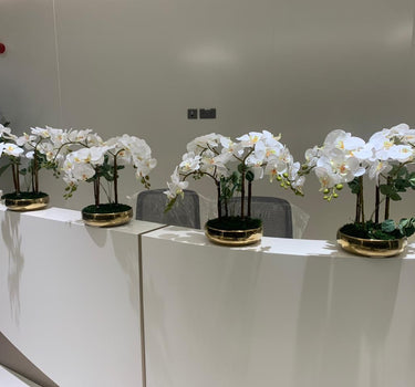 Orchid Arrangement Indoor Plants UAE. Decorative white flowers in black pots on a white table with gray chairs in the background.