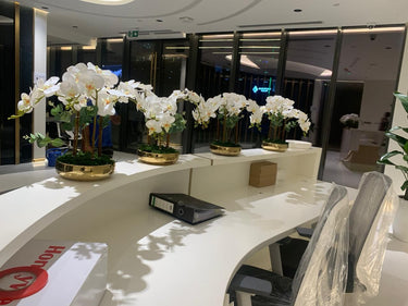 Orchid Arrangement Indoor Plants UAE. Modern office reception area with white orchids on a curved desk.