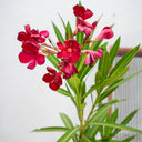 Oleander (Nerium Oleander) – Hardy Flowering Shrub for UAE Gardens 3
