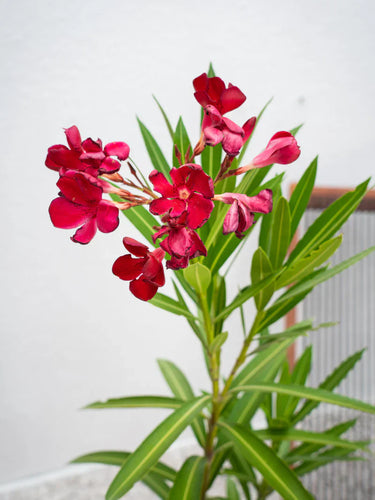 Oleander (Nerium Oleander) – Hardy Flowering Shrub for UAE Gardens 3