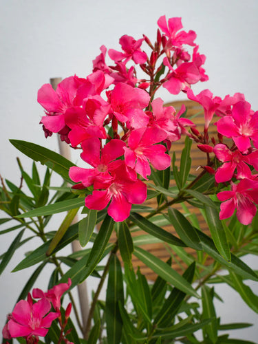 Oleander (Nerium Oleander) – Hardy Flowering Shrub for UAE Gardens 2