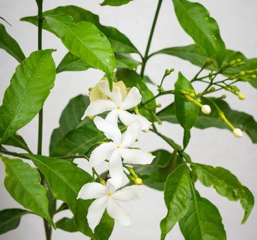 Tabernaemontana Divaricata – Crape Jasmine, A Fragrant Tropical Beauty