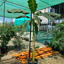 Outdoor Banana Plant 1.5m to 2m in Nursery Pot, Dubai