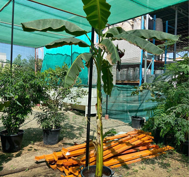 Outdoor Banana Plant 1.5m to 2m in Nursery Pot, Dubai