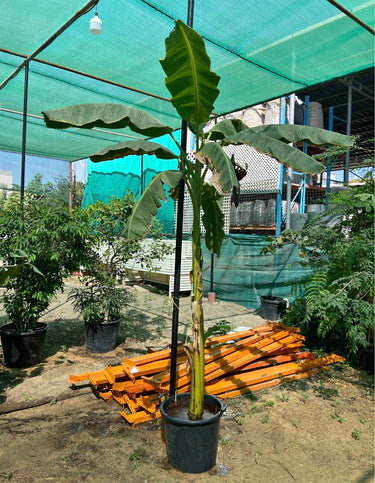 Outdoor Banana Plant 1.5m to 2m in Nursery Pot, Dubai