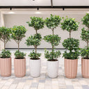 Outdoor Bundle Premium Pots Plants UAE. Row of potted plants in various pots on a tiled floor.