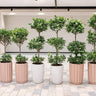 Outdoor Bundle Premium Pots Plants UAE. Row of potted plants in various pots on a tiled floor.