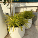 Outdoor Plant Spider Plants UAE. Three potted plants in white pots on a patio with a blue tiled wall in the background.