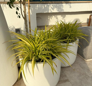 Outdoor Plant Spider Plants UAE. Three potted plants in white pots on a patio with a blue tiled wall in the background.