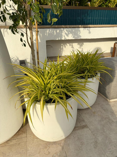 Outdoor Plant Spider Plants UAE. Three potted plants in white pots on a patio with a blue tiled wall in the background.