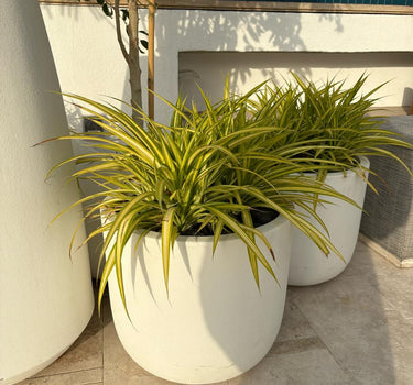 Outdoor Plant Spider Plants UAE. Two potted plants with gold leaves on a stone patio