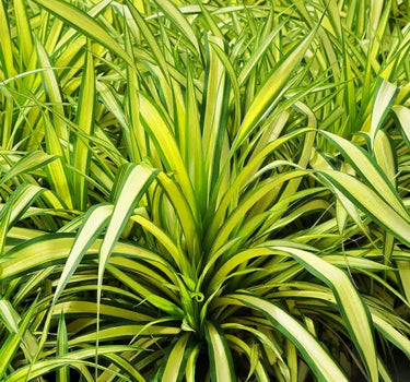 Pandanus Baptistii Variegata 2