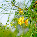 Parkinsonia Aculeata, Jerusalem Thorn Tree 3