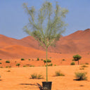 Parkinsonia Aculeata, Jerusalem Thorn Tree 2