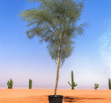 Parkinsonia Aculeata, Jerusalem Thorn Tree 1