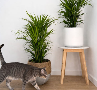 Parlour Palm in UAE. Cat walking on a wooden floor with two potted plants in the background.
