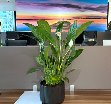 Peace Lily Indoor Plants UAE. Potted plant on a desk with a colorful abstract painting in the background