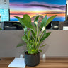Peace Lily Indoor Plants UAE. Potted plant on a desk with a colorful abstract painting in the background