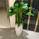 Peace Lily Large Indoor Plants UAE. Potted plant in a white vase on a light-colored floor with a reflective surface.
