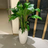 Peace Lily Large Indoor Plants UAE. Potted plant in a white vase on a light-colored floor with a reflective surface.