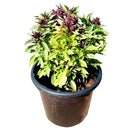 Ocimum Basilicum – Fragrant Rehan Herb for Culinary & Medicinal Use 3
