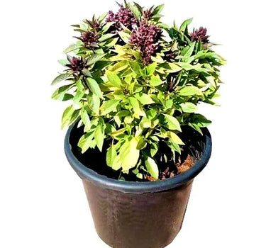 Ocimum Basilicum – Fragrant Rehan Herb for Culinary & Medicinal Use 3