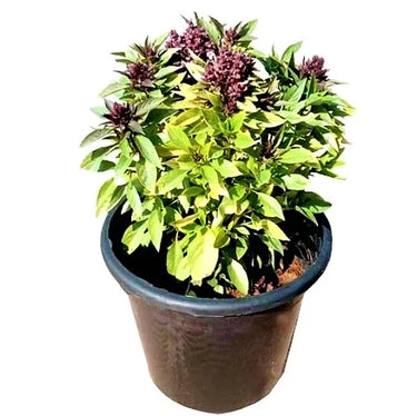 Ocimum Basilicum – Fragrant Rehan Herb for Culinary & Medicinal Use 3