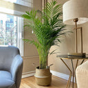 Pet-Friendly Areca Palm in Basket Indoor Plants UAE. Living room with a potted plant, gray armchair, and lamp.