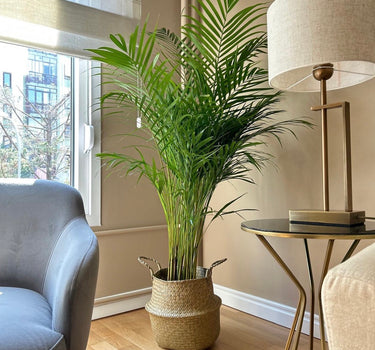 Pet-Friendly Areca Palm in Basket Indoor Plants UAE. Living room with a potted plant, gray armchair, and lamp.