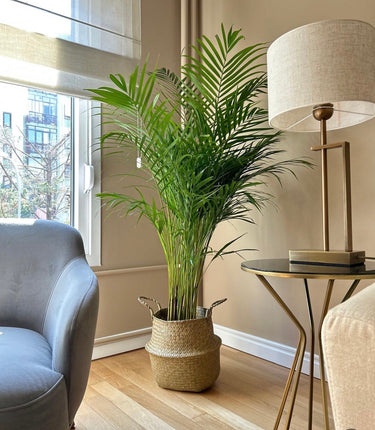 Pet-Friendly Areca Palm in Basket Indoor Plants UAE. Living room with a potted plant, gray armchair, and lamp.