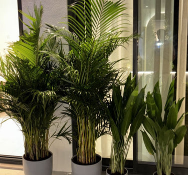 Pet Friendly Bundle 4pc Indoor Plants UAE. Four potted plants in front of a glass door