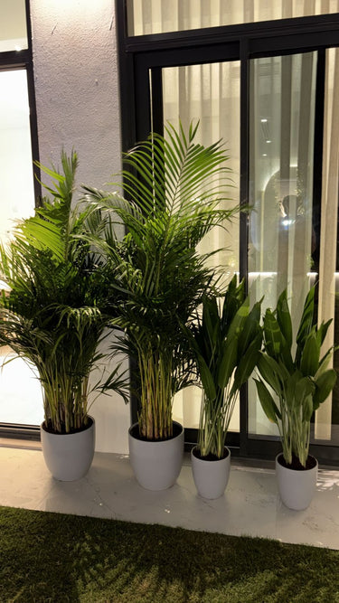 Pet Friendly Bundle 4pc Indoor Plants UAE. Four potted plants in front of a glass door