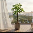Pet Friendly Pachira Single Head Plants UAE. Potted plant on a balcony with a cityscape view
