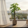 Pet Friendly Pachira Single Head Plants UAE. Potted plant on a balcony with a cityscape view