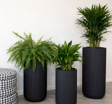 Pet Friendly Premium Bundle in Fiber Pot Plants UAE. Three black planters with green plants on a tiled floor against a white wall.
