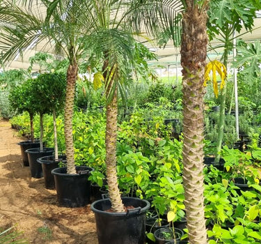 Phoenix Palm 2m Plants UAE. Row of potted palm trees in a greenhouse setting