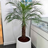 Phoenix Palm Big Tree Plants Dubai. Potted palm tree in an office setting with a white planter and glass wall in the background.