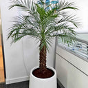 Phoenix Palm in Fiber Pot Indoor and Outdoor Plants UAE. Potted palm tree in an office setting with a window and wall art in the background.