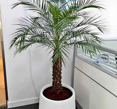 Phoenix Palm in Fiber Pot Indoor and Outdoor Plants UAE. Potted palm tree in an office setting with a window and wall art in the background.