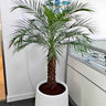 Phoenix Palm in Fiber Pot Indoor and Outdoor Plants UAE. Potted palm tree in an office setting with a window and wall art in the background.